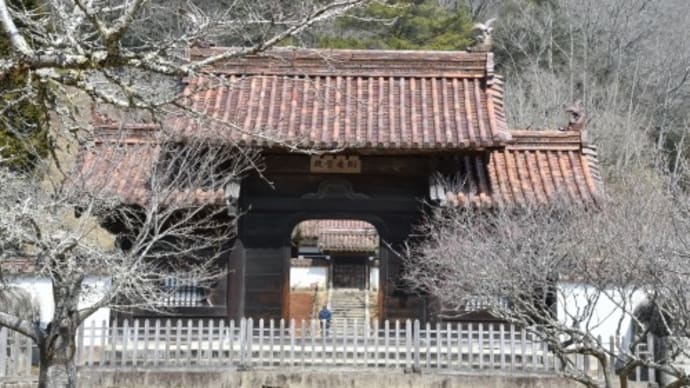 旧閑谷学校 梅 '22