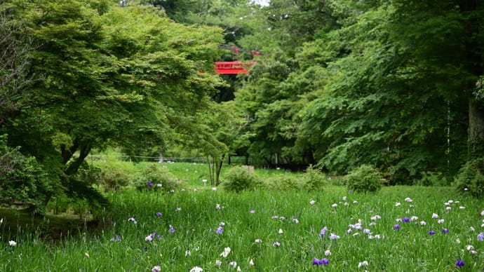 ◆まだ早い、花菖蒲(泉自然公園/千葉市)