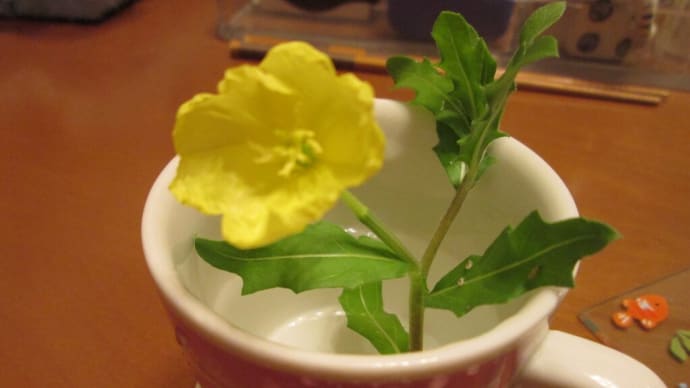 小次郎と秋の草花-コマツヨイグサ(小待宵草)-