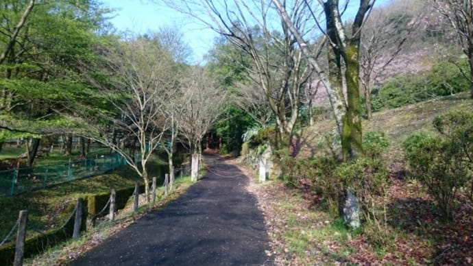 桜道