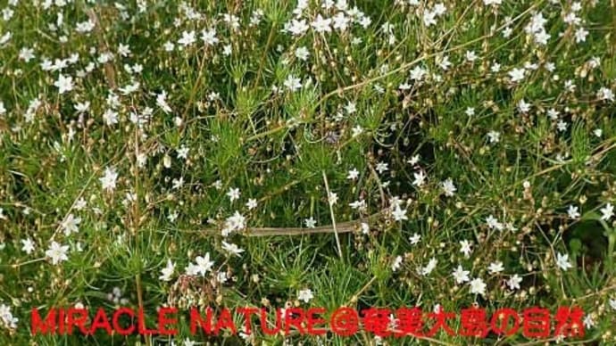 農地の帰化植物(外来植物):ノハラツメクサ