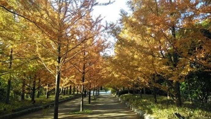 森林植物園は秋たけなわ