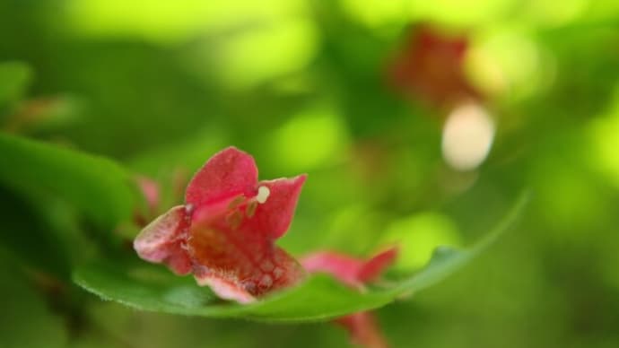 初夏の森林で出会った植物たち 2021