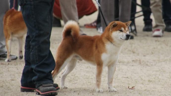 2019 日本犬保存会 全国展覧会 九州純犬会 ｋｙｕｓｙｕ