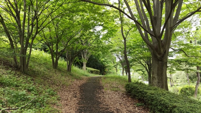 5月31日のお散歩