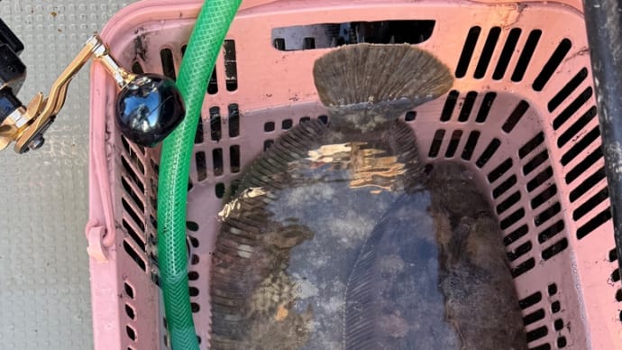 釣果情報