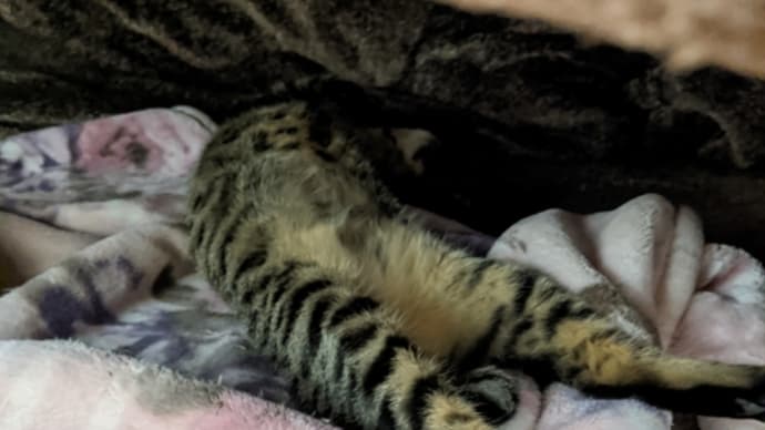 こたつの中の猫の寝姿
