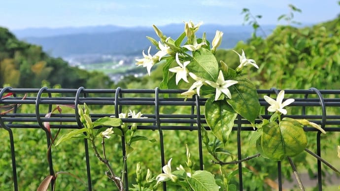 牧野植物園・四国(3)