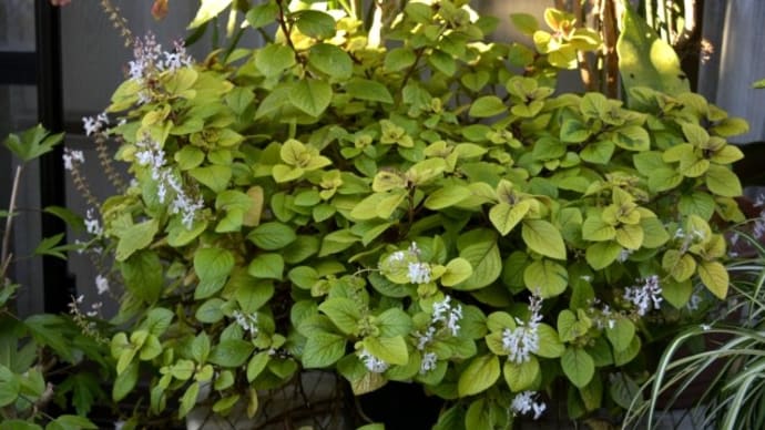 我が家の花日記~ガーデンルームの冬支度