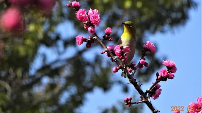 鳥とお花に魅せられて、スローラン