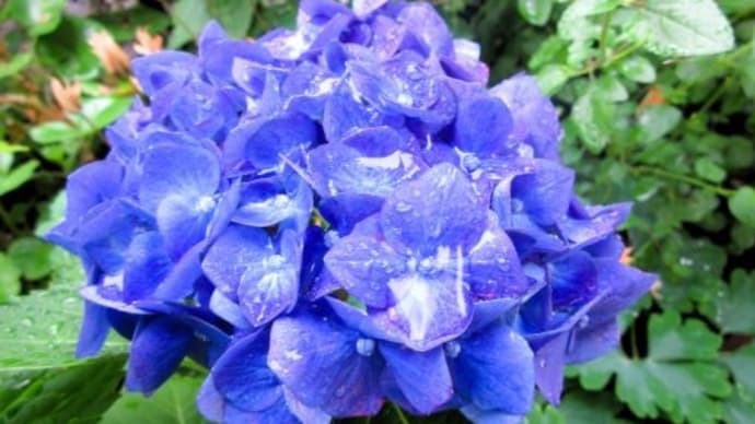 ★庭の紫陽花、色いろいろに雨。。