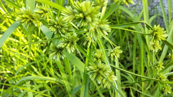 メリケンガヤツリ:花が咲いている