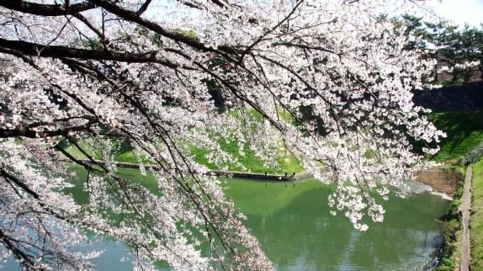 2023年 3月20日(月)の「英国大使館・半蔵門園地・国立劇場・千鳥ヶ淵公園・代官町通り」(3)