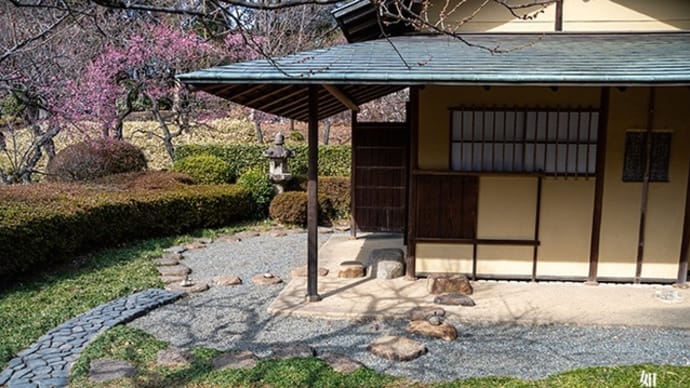 梅の花、ちらほらと。