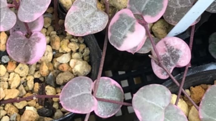 植え替えしたいよ!
