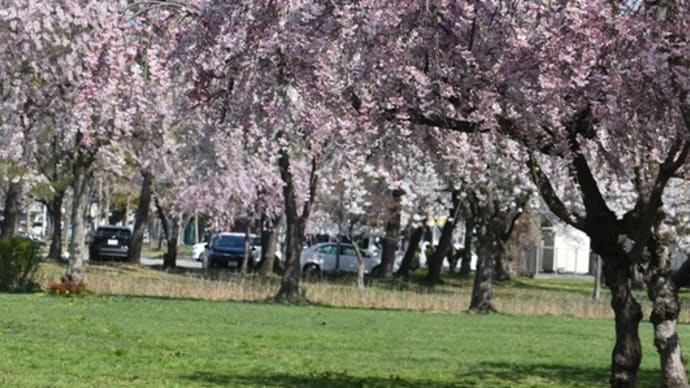 近くの公園のしだれ桜など