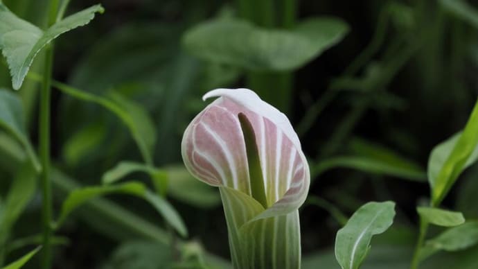 梅雨入り前の六甲高山植物園にて(PartⅡ)