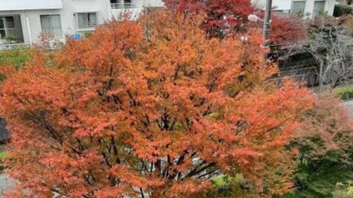 勤労感謝の日