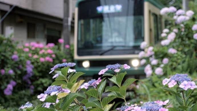 紫陽花はどくろの夢の色