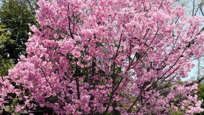 今上野で一番 陽光桜