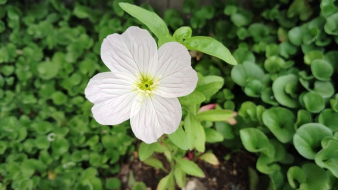 My garden 【エノテラ スペシオーサ】宿根草