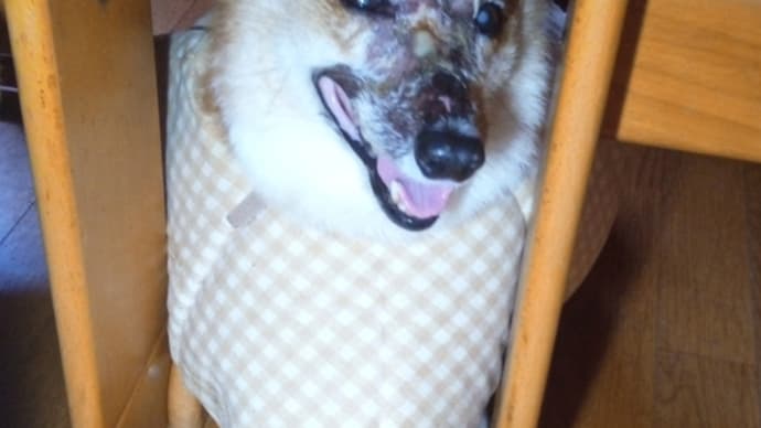 しんのすけ君の闘病日記