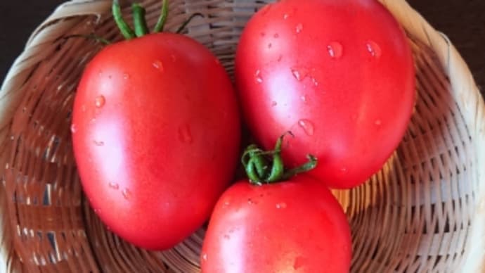 完熟トマト収穫と朝散歩　♬素敵なホリディ