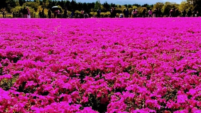 芝桜まつりと樹海ハイキング