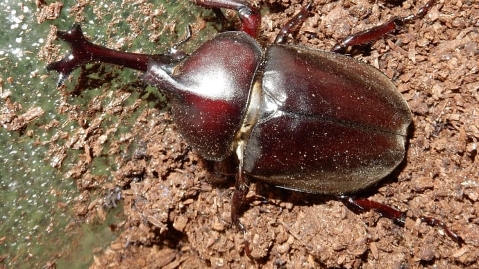 コガネムシ科② 掲載リスト