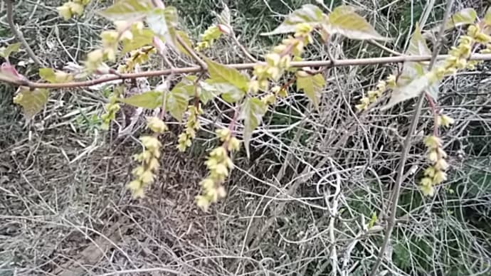 春の季語　菜の花　花菜　菜種の花　油菜　菜種菜　花菜雨　花菜風