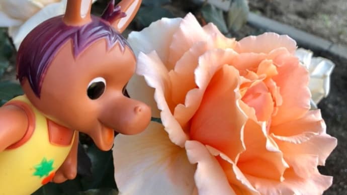 ロバくんとオレンジ色の薔薇