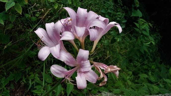 ナツズイセン(夏水仙)・タマアジサイ(玉紫陽花)サギソウ(鷺草)・ハナビラダクリオキン・クチバスズメ・ホシヒメホウジャクの幼虫・俳句鑑賞