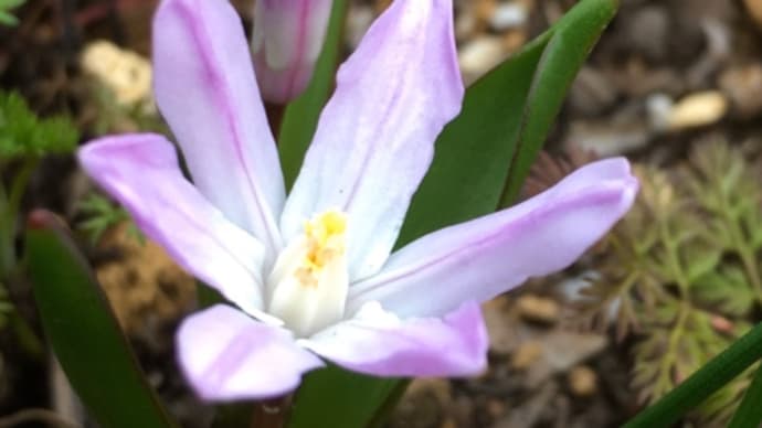 庭のお花達 チオノドクサ他