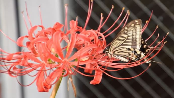 散歩道　キイアゲハチョウが彼岸花の蜜を吸う　　　　19