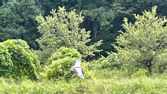 突然サギが目の前に。