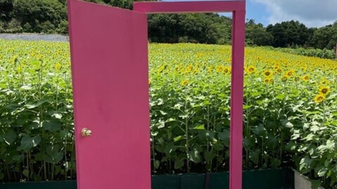 志摩市「志摩観光農園のひまわり畑」見てきました~(^^)