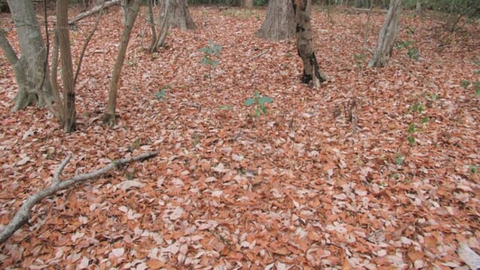 広葉樹林の落ち葉を畑にすき込む