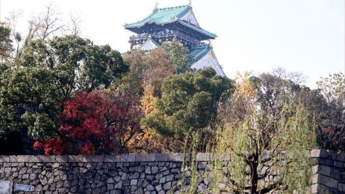 2019大阪城公園の銀杏　見頃がつづいています。