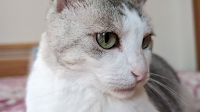 猫の色気