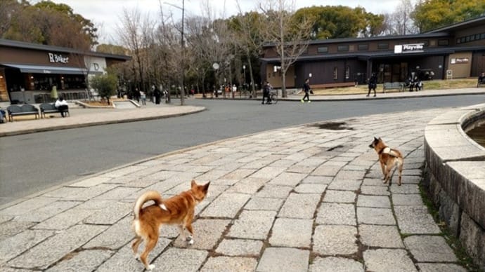 前島から運ばれた石垣は有るかな~?!