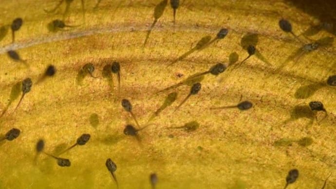 庭で繫殖するアマガエル(2)オタマからカエルに変態