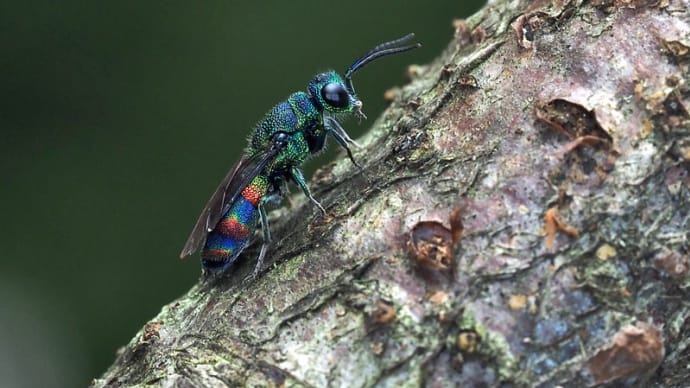 青く輝くセイボウ(青蜂)の仲間