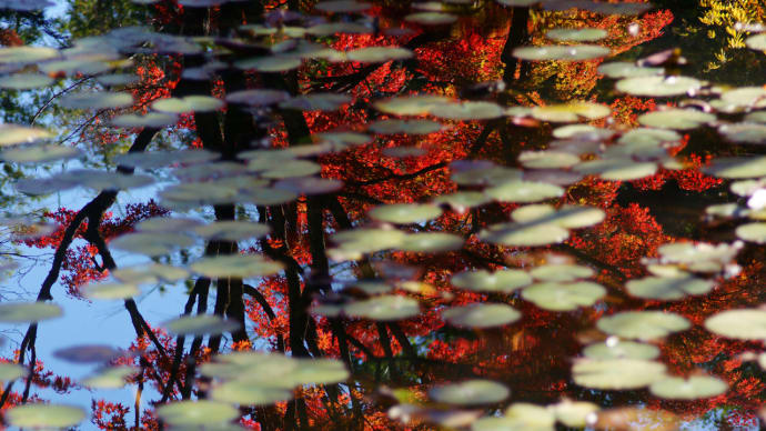 大原野神社の紅葉