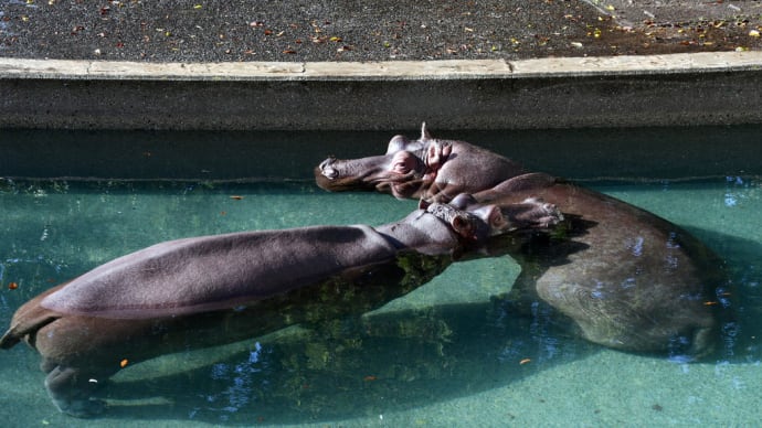 きれいな水ですね カバさんこんにちは