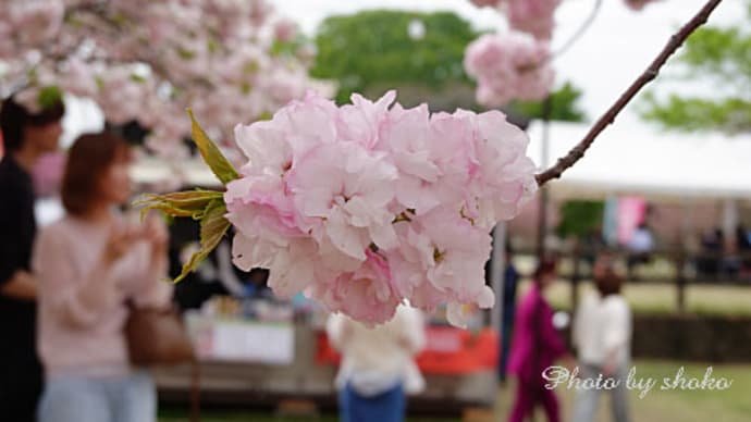 天平の丘公園と芝桜