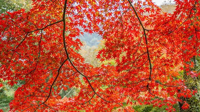 森林植物園の紅葉