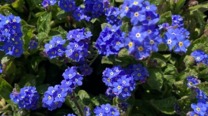 わすれな草