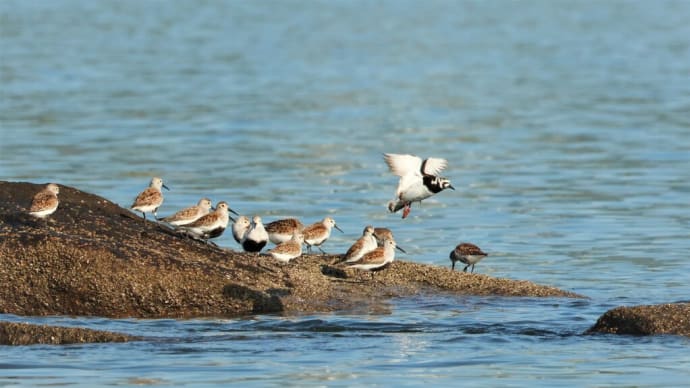 キョウジョシギのリベンジに ・・・ 5月16日 南芦屋浜へ