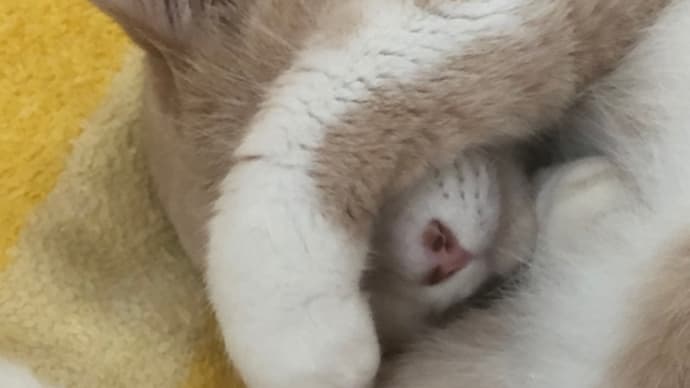 日記 色々