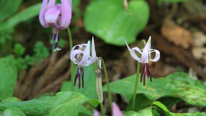 カタクリの花。。。